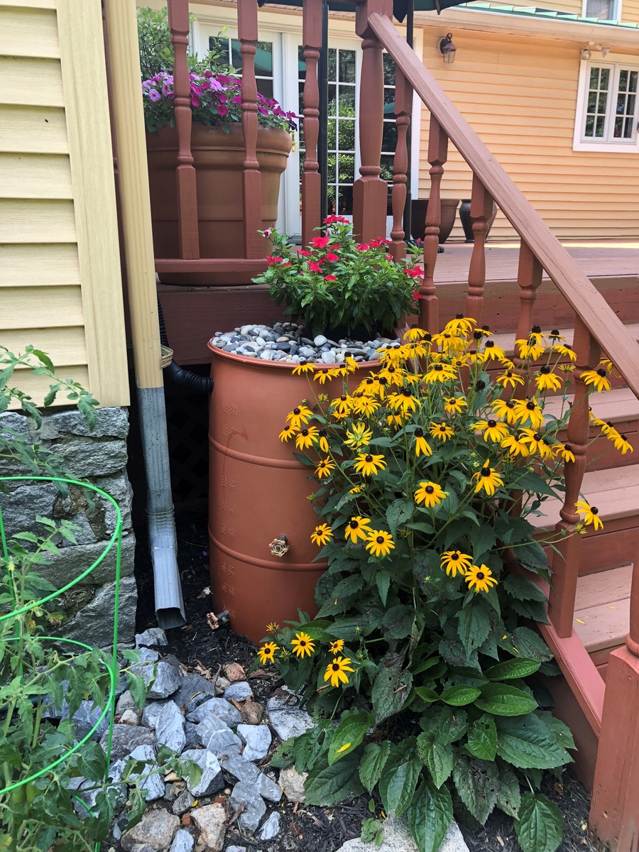 In this color photo, a rain barrel topped with flowers stands next to a residential downspout and stairs..