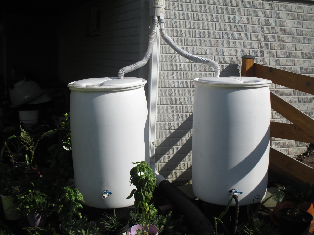 In this color photo, two rain barrels stand installed next to a residential downspout.