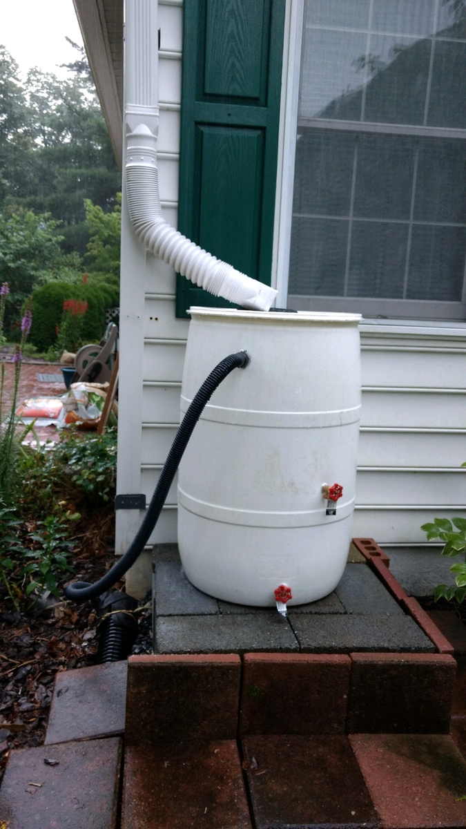  In this color photo, a rain barrel stands installed next to a residential downspout.