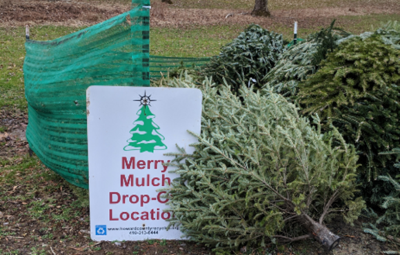 metal merry mulch drop-off sign leaning on a pile of holiday trees