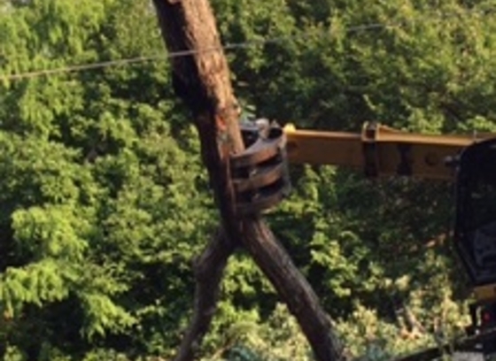 Tree picture2.jpg