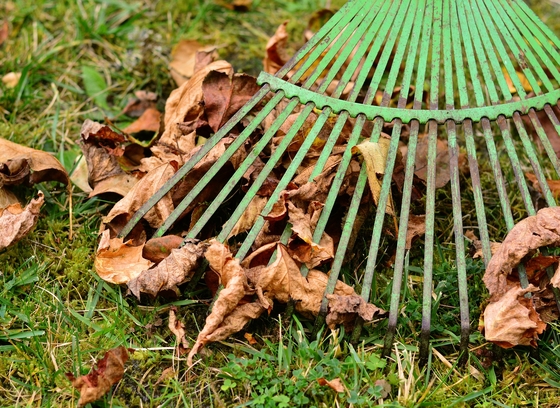 In this color photo, a green metal rake rakes brown leaves over green grass.