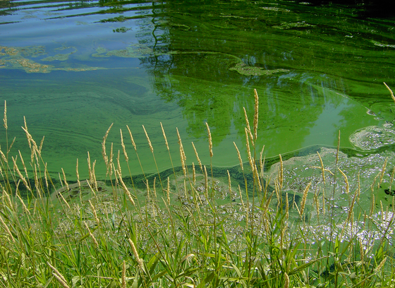 Water with a green tint, contaminated with Cyanobacteria
