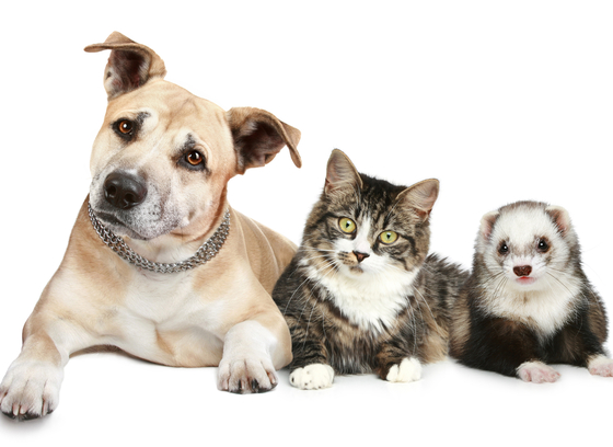 Dog, Cat and Ferret sitting together on a transparent background
