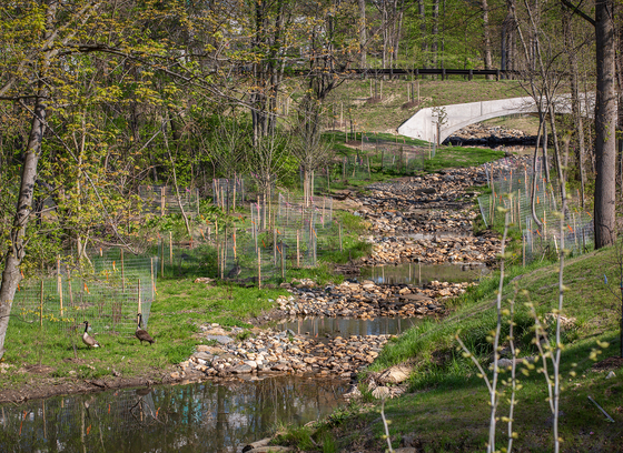 A creek in the woods cascading down a hill, with a white bridge at the top of the hill.