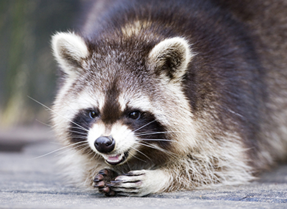 A raccoon holding a pinecone while hissing at the camera.