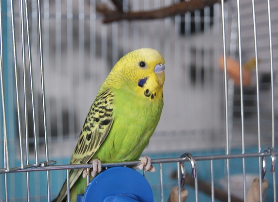A green and yellow parrot in a cage.