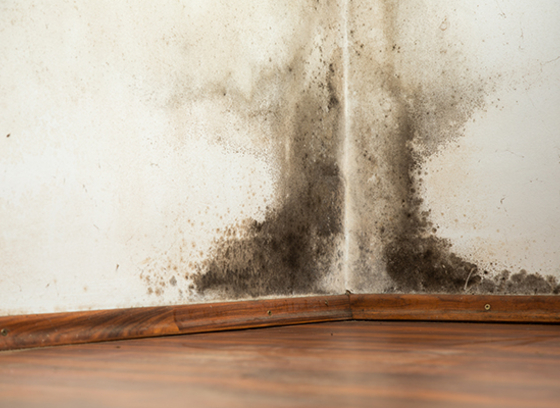 mold on a white wall